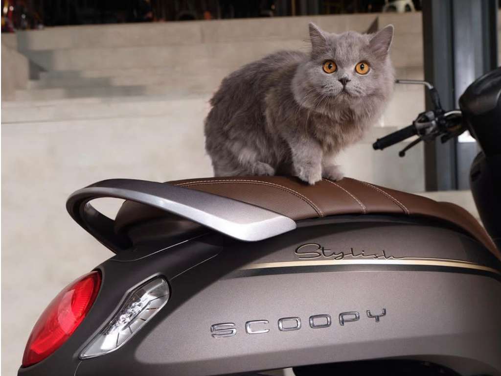 Tips Buat Cat Lovers Untuk Melindungi Jok Motor Dari Cakaran Kucing